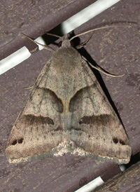 Forage Looper